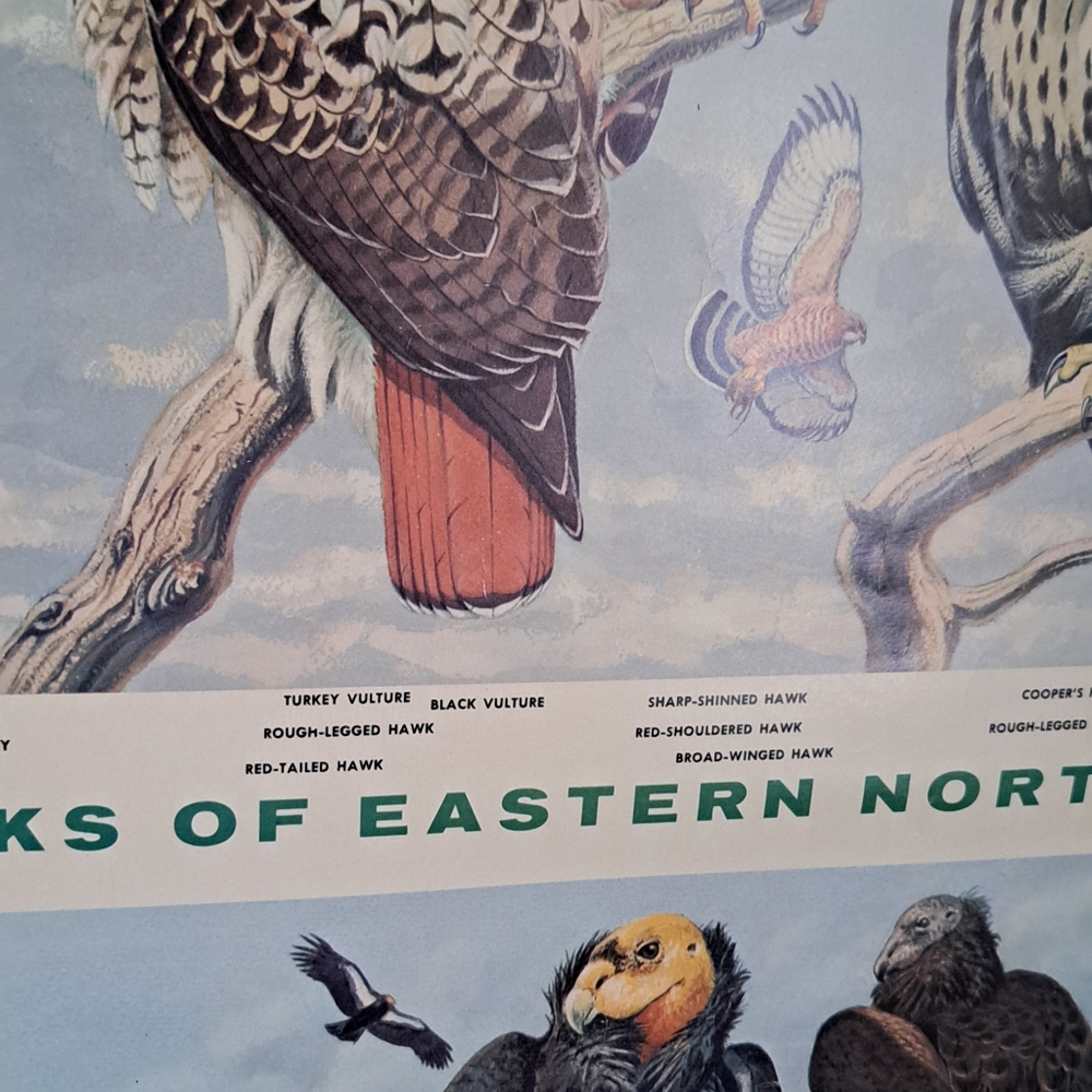 Vintage Audubon Hawk Chart National Audubon Society 1966 - Picture 4 of 6